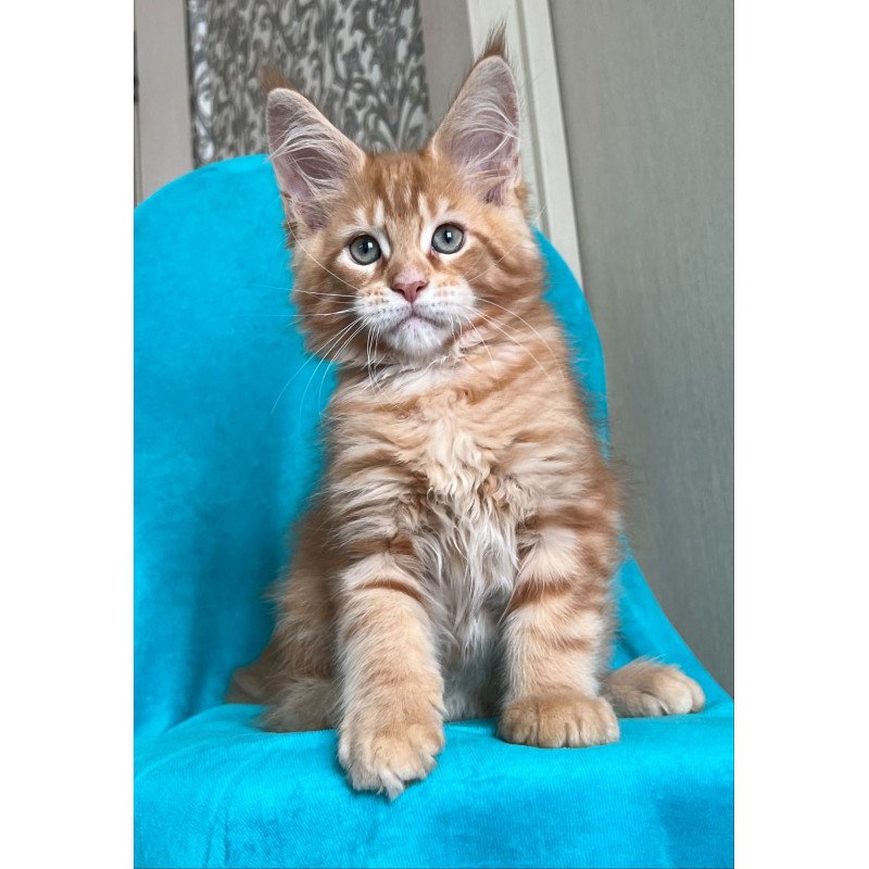 Maine Coon NOV Zlatozar
