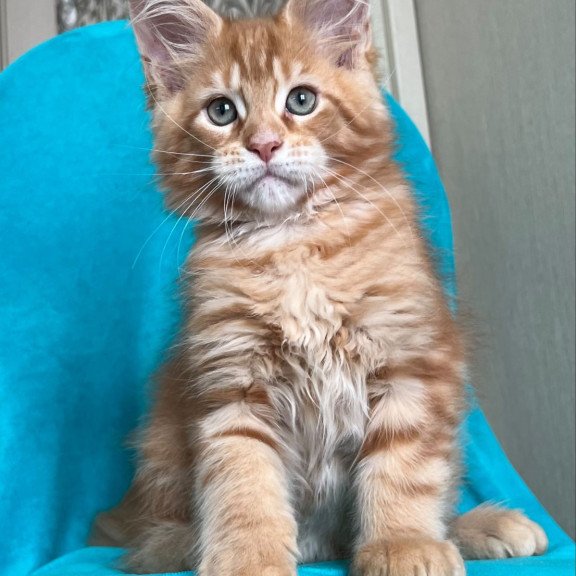 Maine Coon NOV Zlatozar