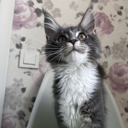 Maine Coon NOV Kevin