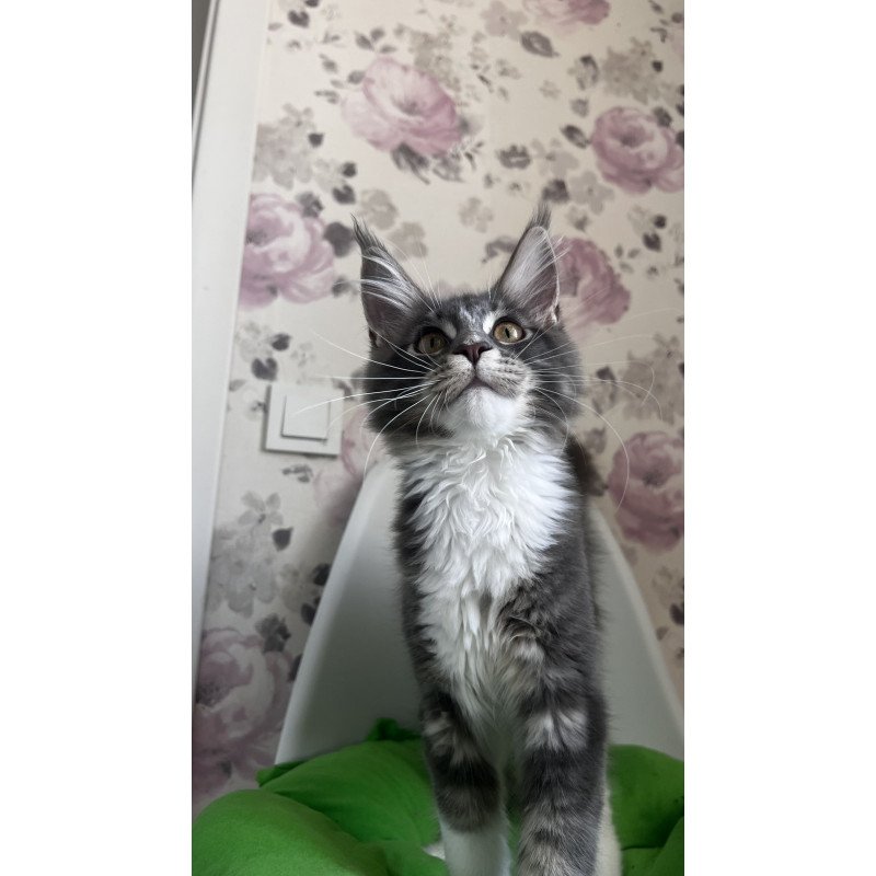 Maine Coon NOV Kevin
