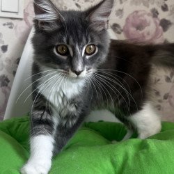 Maine Coon NOV Kevin