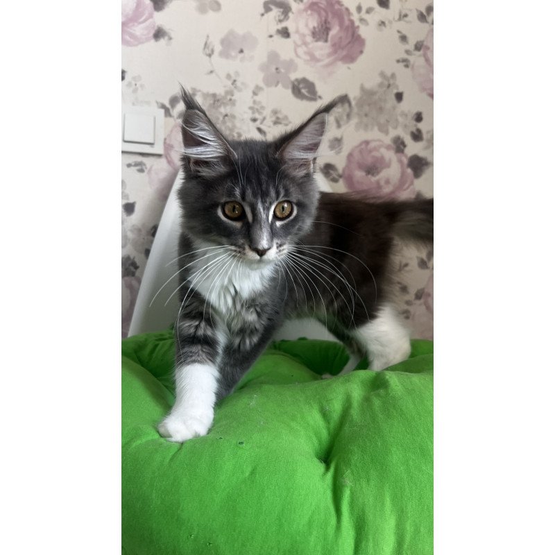 Maine Coon NOV Kevin