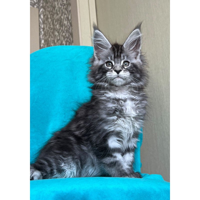 Maine Coon NOV Zabava