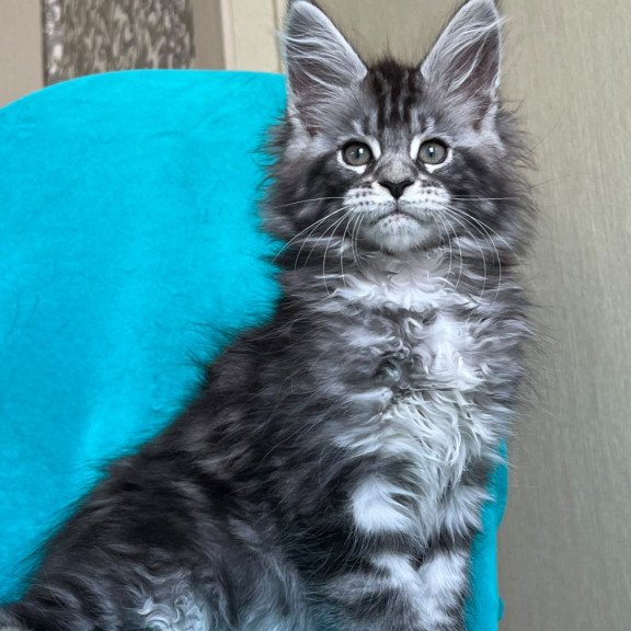 Maine Coon NOV Zabava