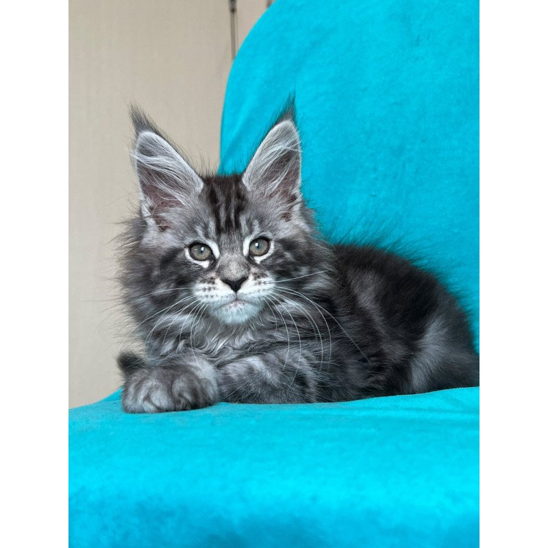 Maine Coon NOV Zabava