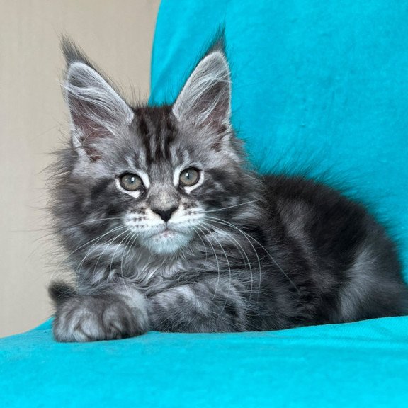 Maine Coon NOV Zabava