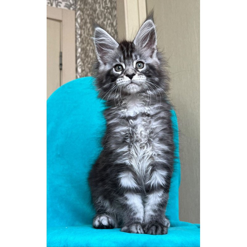 Maine Coon NOV Zabava