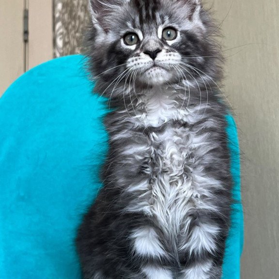 Maine Coon NOV Zabava