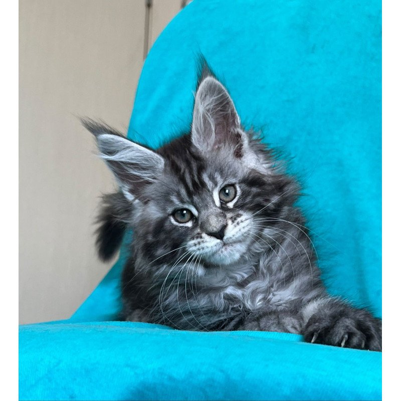 Maine Coon NOV Zabava