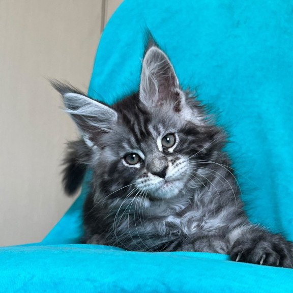 Maine Coon NOV Zabava