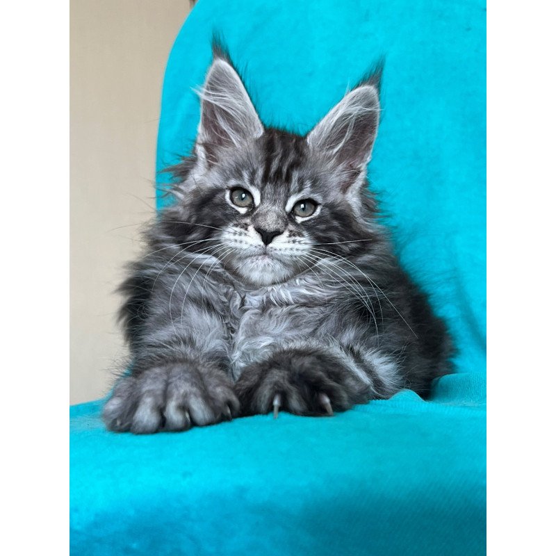 Maine Coon NOV Zabava