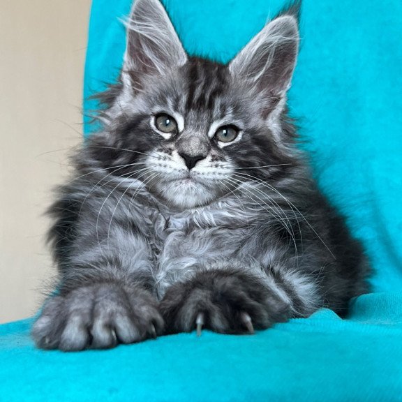 Maine Coon NOV Zabava