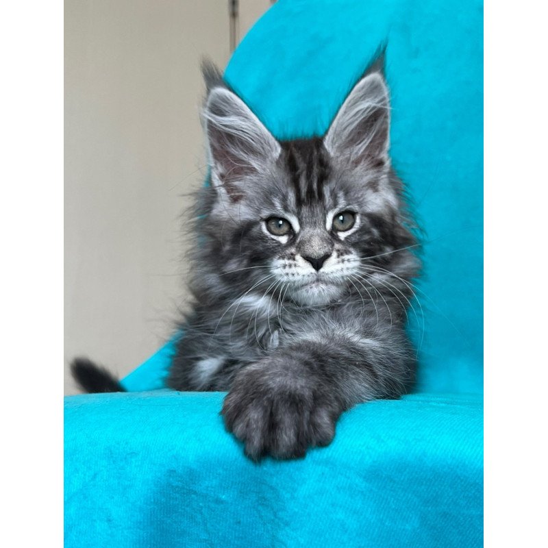 Maine Coon NOV Zabava
