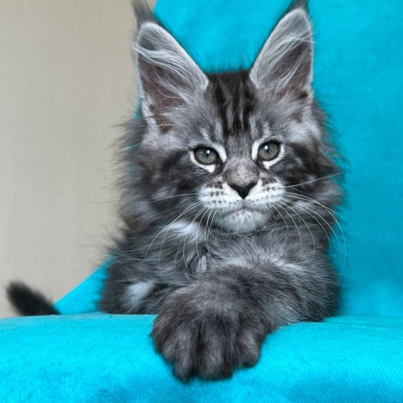 Maine Coon NOV Zabava