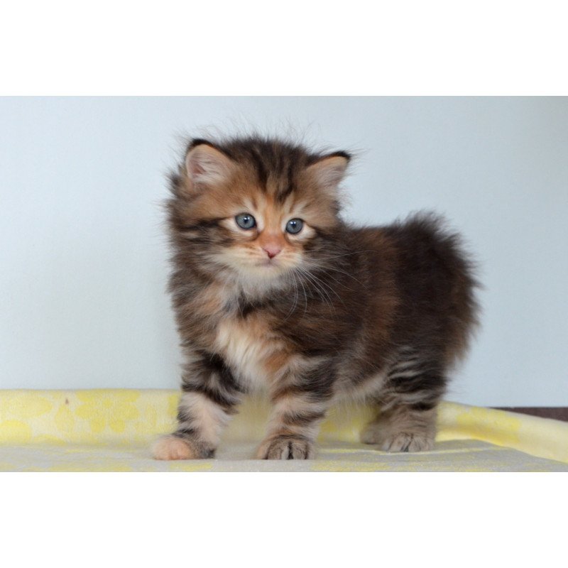 Siberian NOV Talia