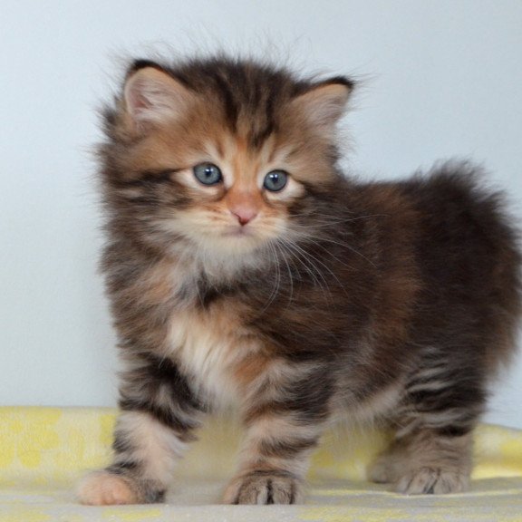 Siberian NOV Talia