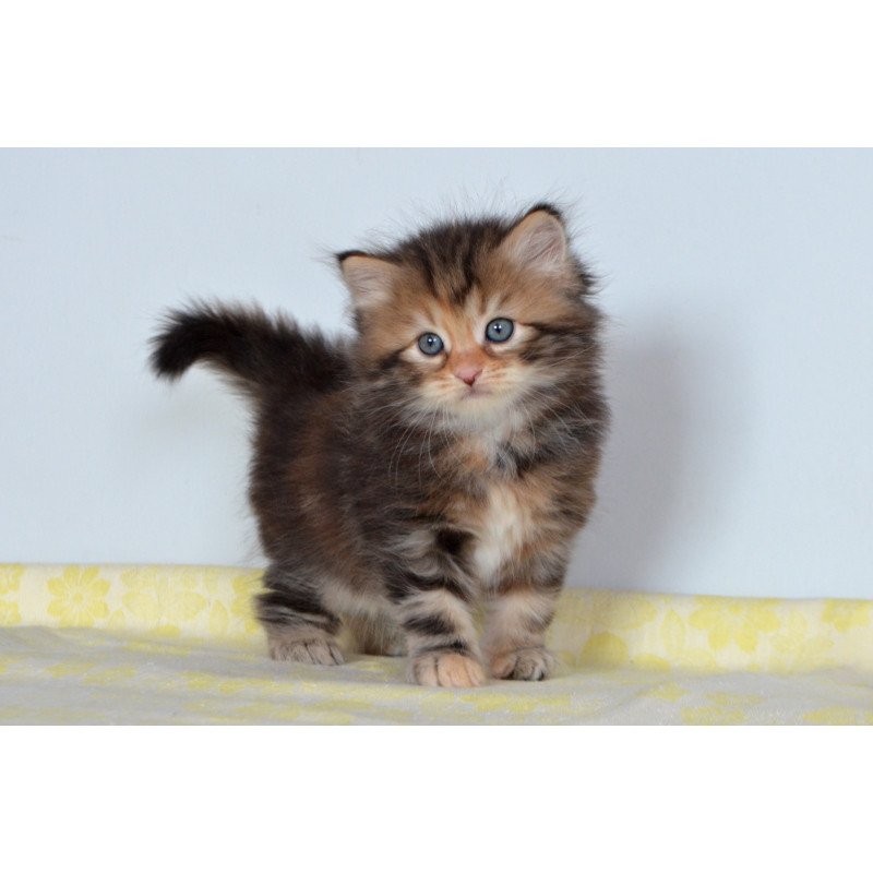 Siberian NOV Talia