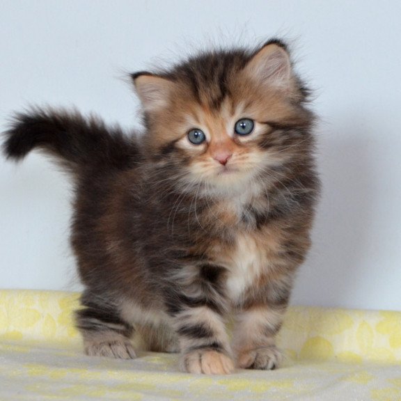 Siberian NOV Talia