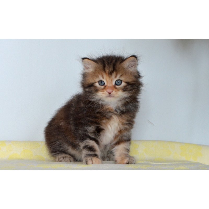 Siberian NOV Talia
