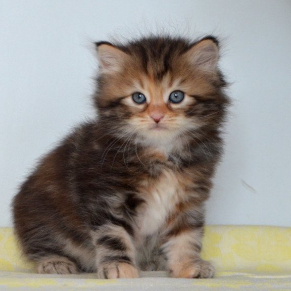 Siberian NOV Talia