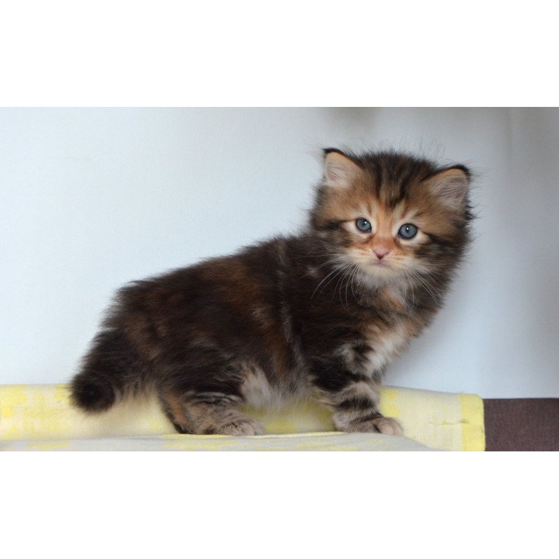 Siberian NOV Talia