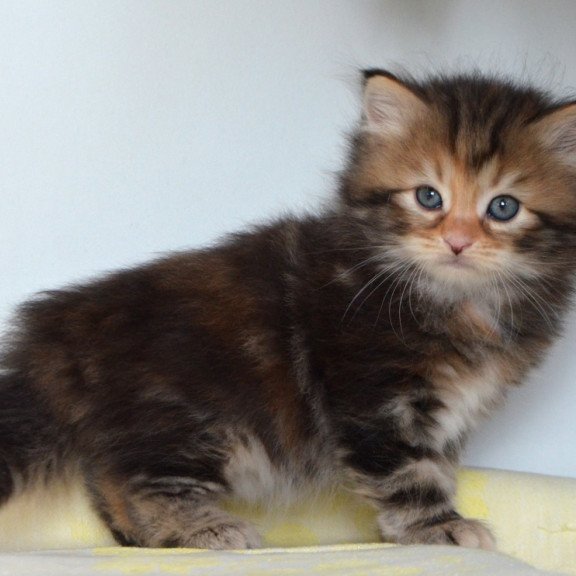 Siberian NOV Talia