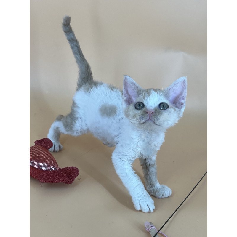 Devon Rex NOV Alex