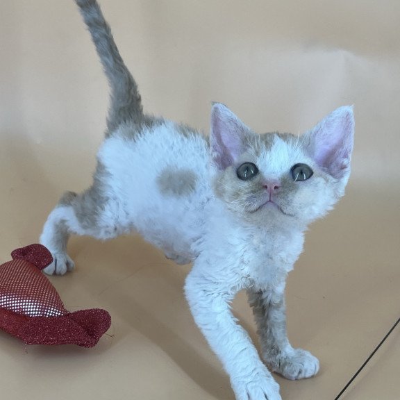 Devon Rex NOV Alex