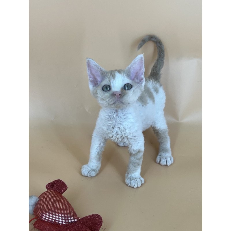Devon Rex NOV Alex