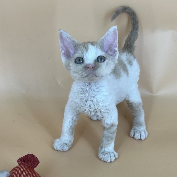 Devon Rex NOV Alex