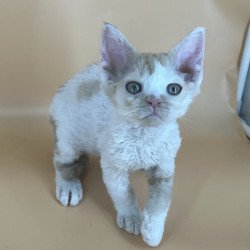 Devon Rex NOV Alex
