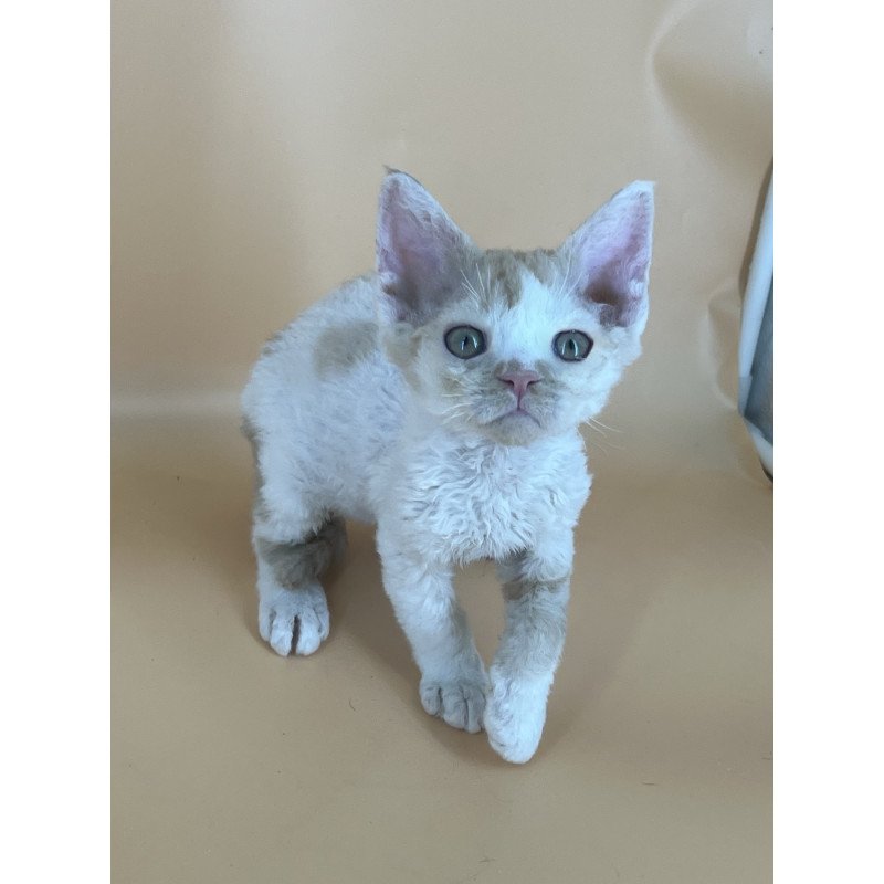 Devon Rex NOV Alex