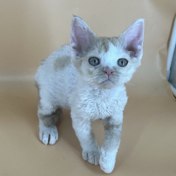 Devon Rex NOV Alex