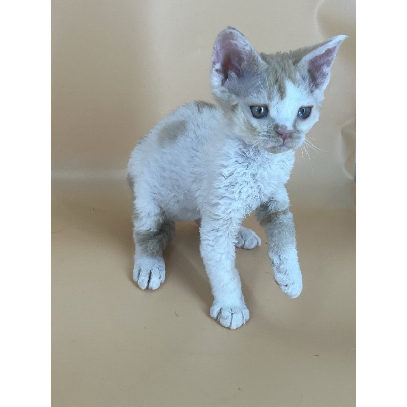 Devon Rex NOV Alex