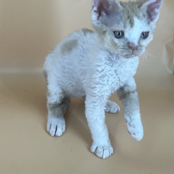 Devon Rex NOV Alex
