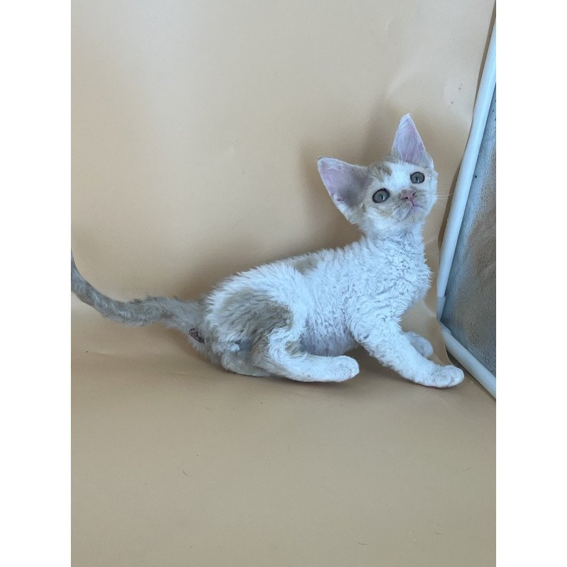 Devon Rex NOV Alex