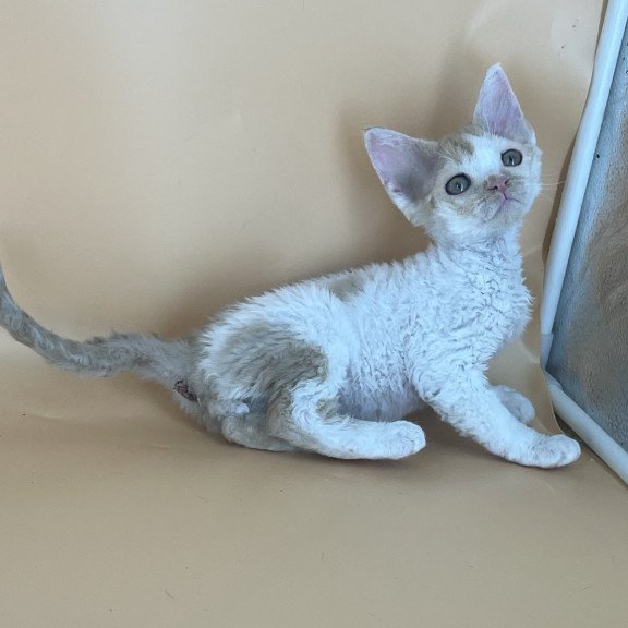Devon Rex NOV Alex