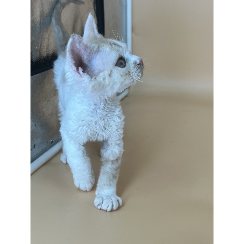 Devon Rex NOV Alex