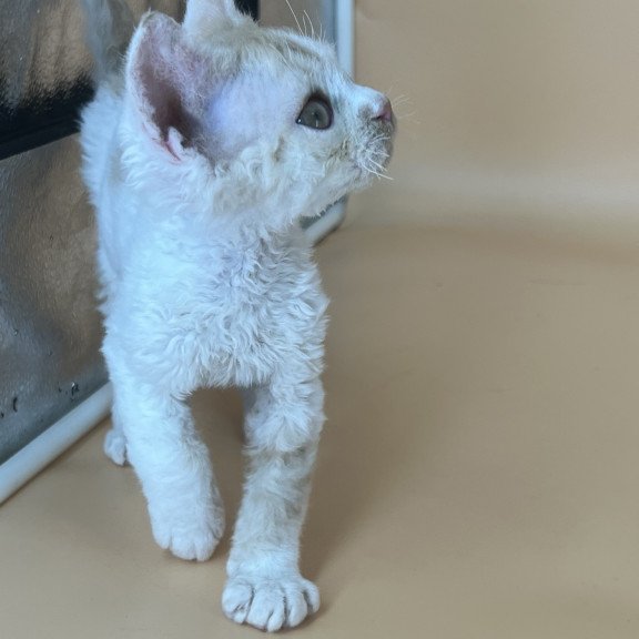 Devon Rex NOV Alex