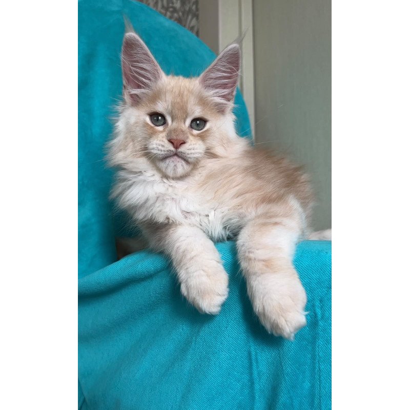 Maine Coon NOV Zlatomir