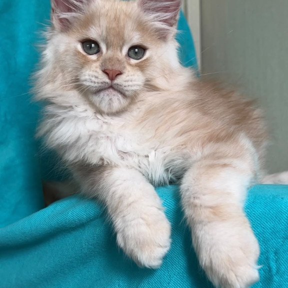 Maine Coon NOV Zlatomir