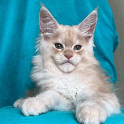 Maine Coon NOV Zlatomir
