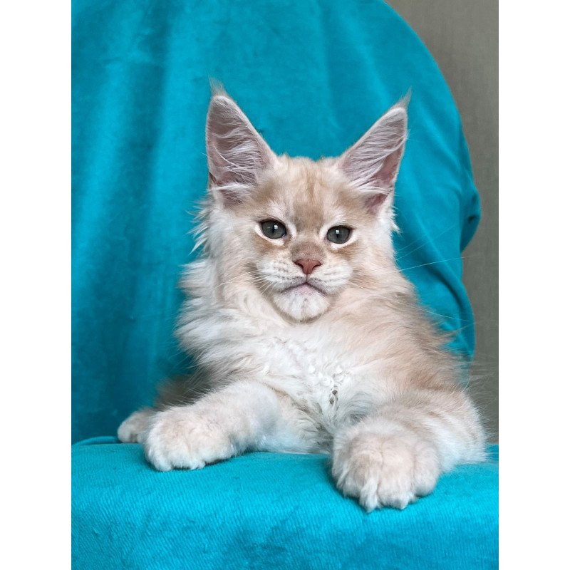 Maine Coon NOV Zlatomir