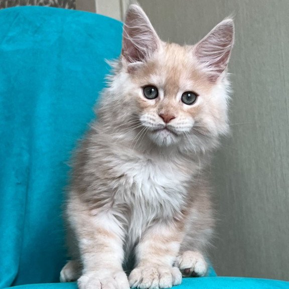 Maine Coon NOV Zlatomir