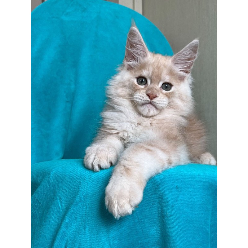 Maine Coon NOV Zlatomir