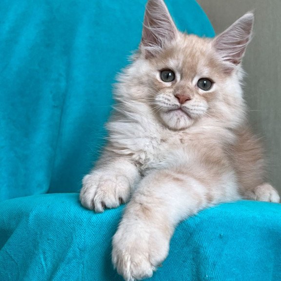 Maine Coon NOV Zlatomir