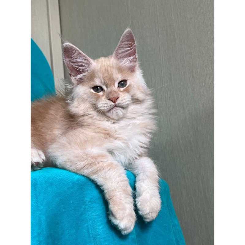Maine Coon NOV Zlatomir