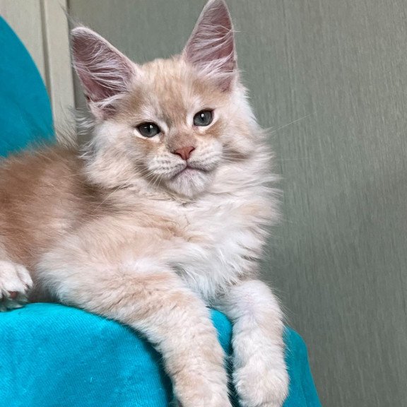 Maine Coon NOV Zlatomir