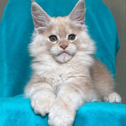 Maine Coon NOV Zlatomir