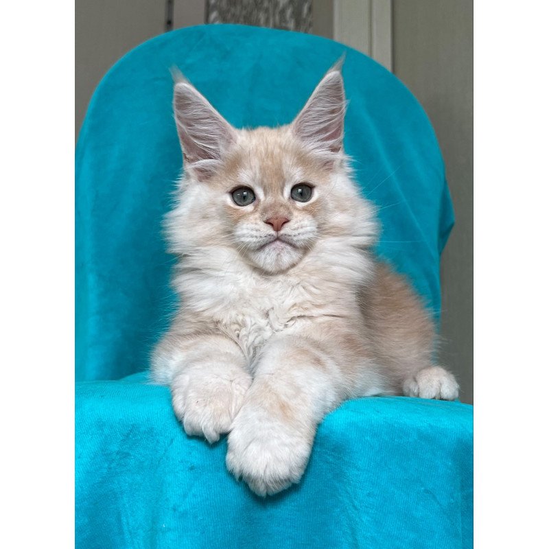 Maine Coon NOV Zlatomir